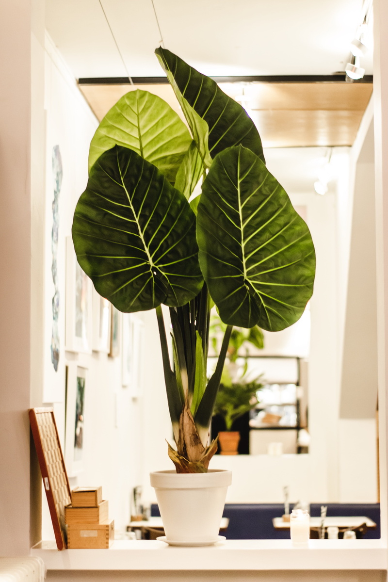 indoors, table, art, green color, glass - material, furniture, houseplant, home decor, no people, window, linen, araceae, close-up, interior design, potted plant