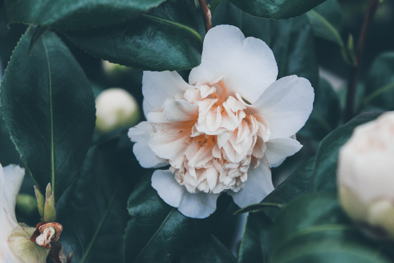 pollen, rose, flower head, geranium, anther, sprout, petal, freshness, daffodil, carnation, acanthaceae, fragility, day, growth, nature, close-up, bud