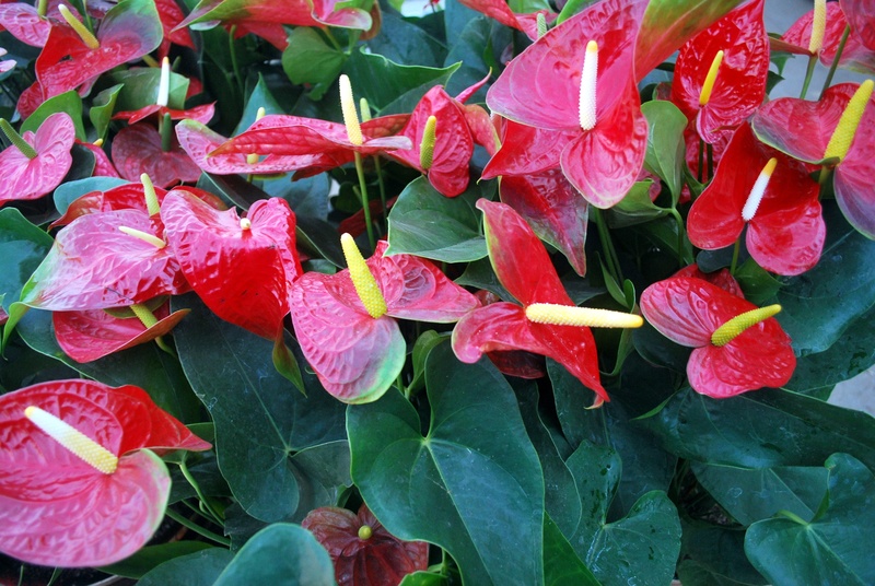 flowering plant, garden, outdoors, anthurium, flower, ornamental, 4K, freshness, beauty in nature, full frame, araceae, vulnerability, close-up, leaves