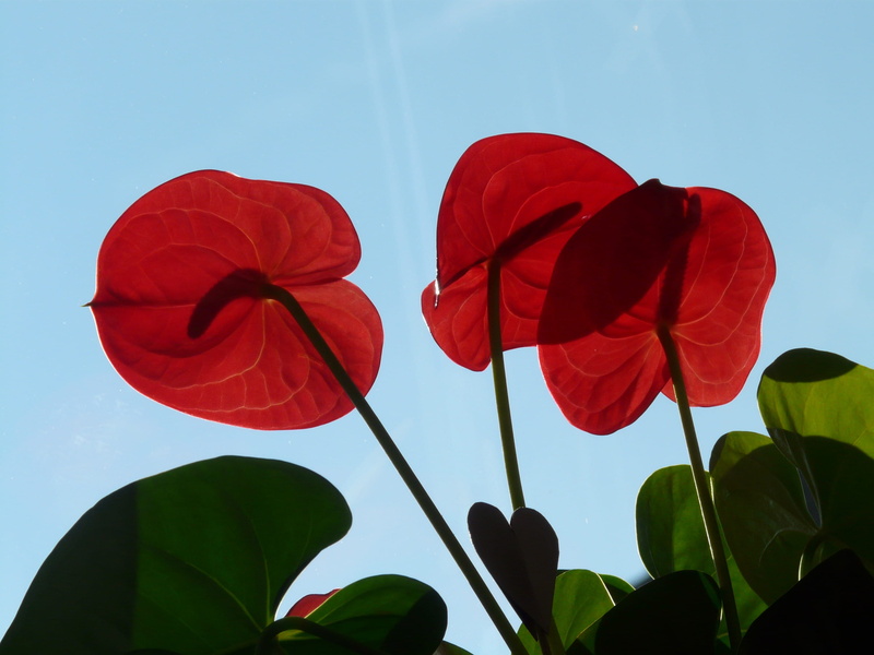 Anthurium, no people, plant, flower head, close-up, outdoors, beauty In Nature, Petals, flower, Flamingo Flower, clear sky, fragility, 2K, green Color