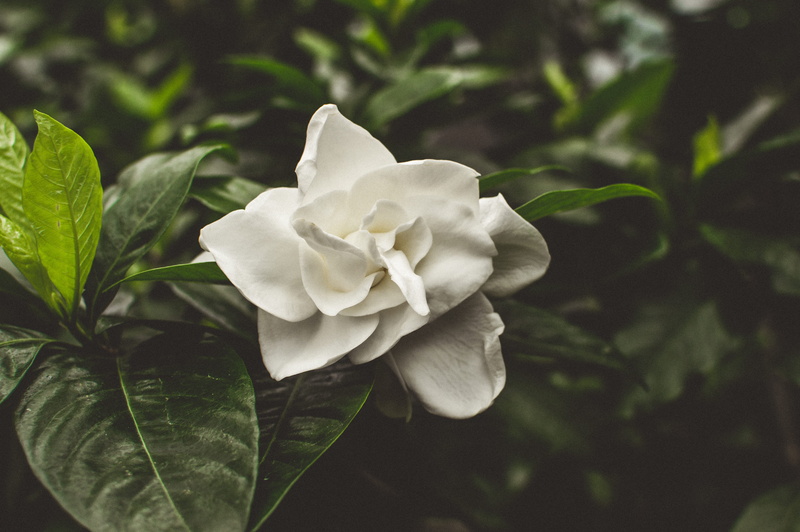 growth, plant, acanthaceae, freshness, inflorescence, beauty in nature, peony, waterfowl, flower head, outdoors, rose, green, petal, day, close-up, no people