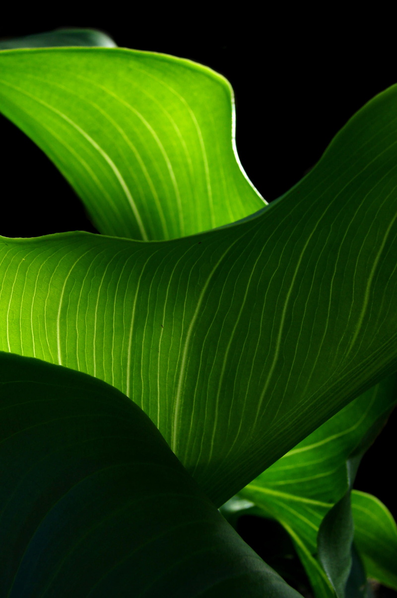 araceae, flower, leaves, outdoors, crystal, furniture, close-up, blossom, detail, bookcase, plant part, growth, freshness, tulip, plant, black background