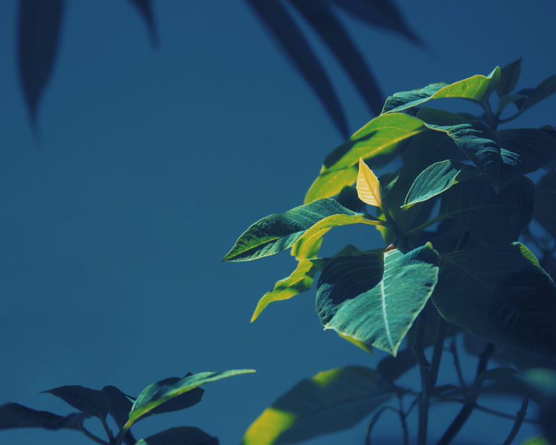 bird, clear sky, beauty in nature, animal themes, leaf, heron, outdoors, acanthaceae, araceae, 2K, light, one animal, green, plant part, ivy, tropical