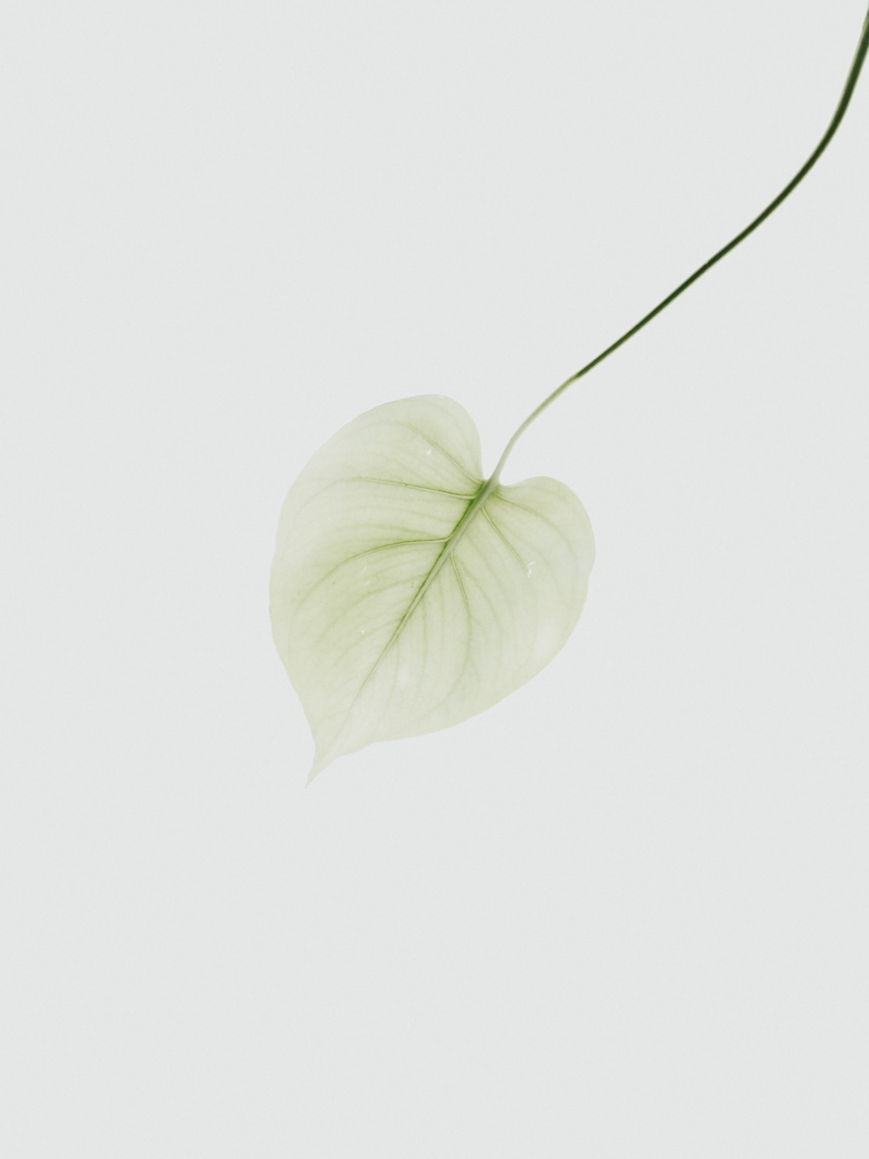 texture, vine, green color, cut out, white, close-up, blossom, produce, peach, vulnerability, fruit, white color, beauty in nature, copy space, plant, 8K