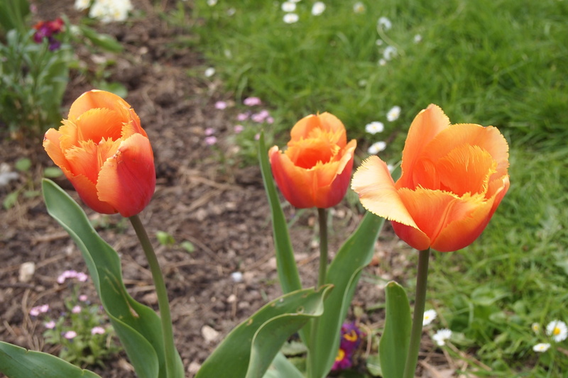 vegetation, freshness, plant, iris, planter, focus on foreground, vulnerability, crocus, botany, fragility, orange color, pottery, blossom, petal, amaryllidaceae