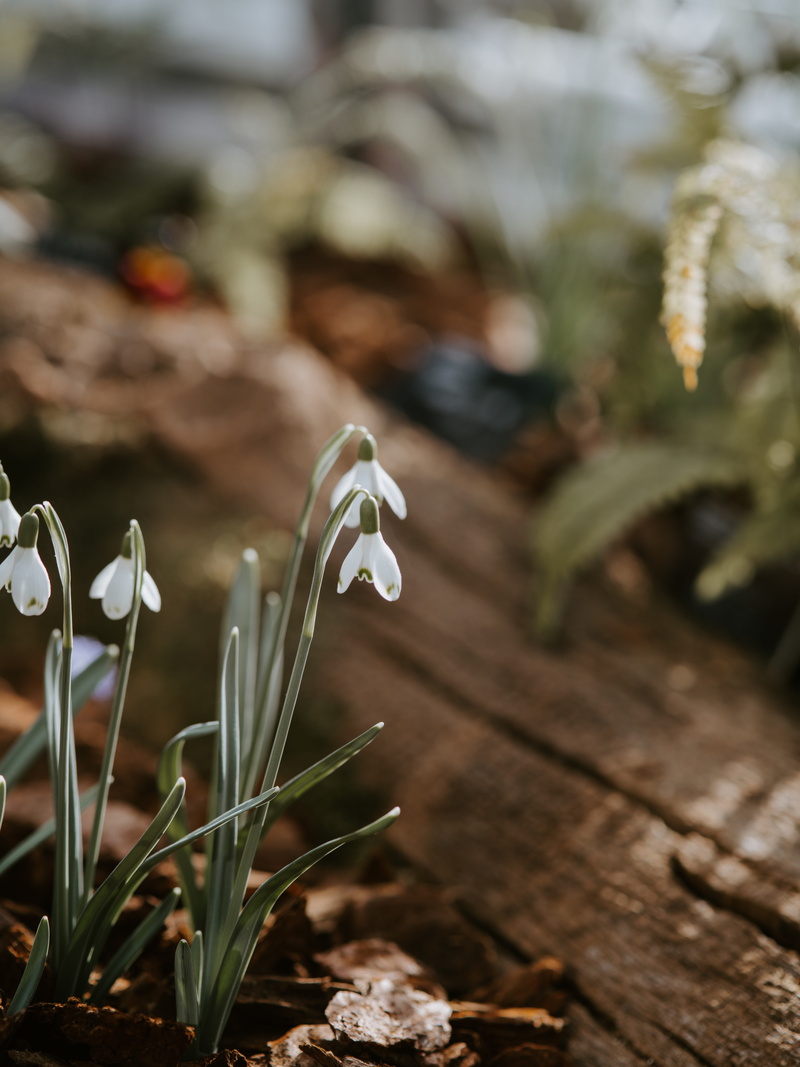 plant, araceae, snowdrop, white color, close-up, leaf, leafed, flower head, flower, outdoors, geranium, photography, no people, lupin, amaryllidaceae, nature