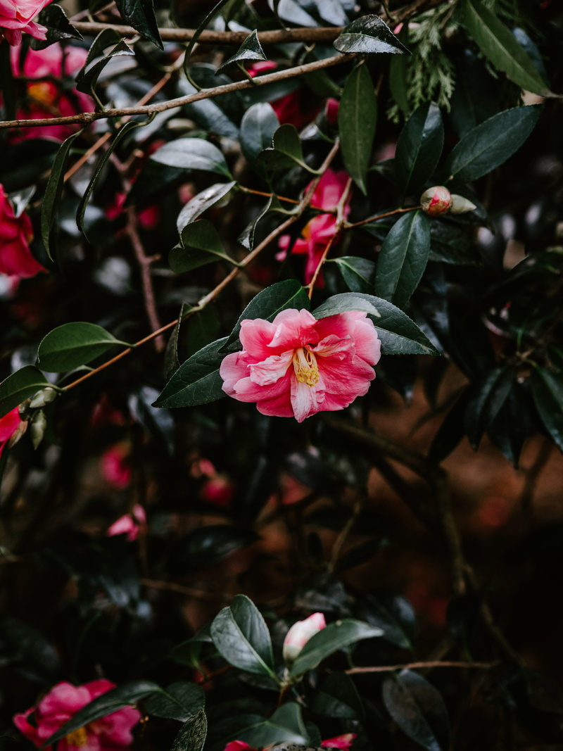 8K, veins, araceae, plant, food, lily, beauty in nature, day, flowering plant, cherry, close-up, towel, pond lily, hibiscus, flower, freshness, geranium