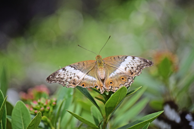 invertebrate, insect, green color, animal, nature, blossom, vegetation, plant, amaryllidaceae, photography, one animal, malaysia, animals in the wild, animal themes