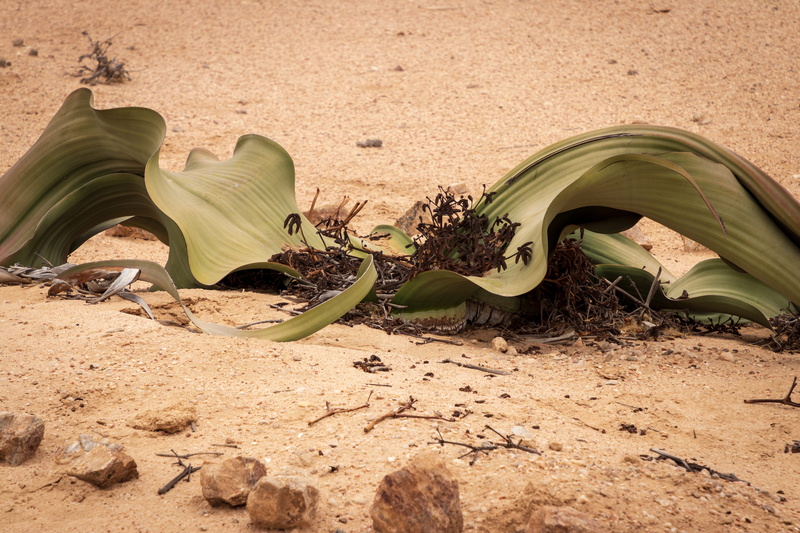 sea life, no people, banana, road, vase, fruit, araceae, arid climate, beauty in nature, green color, sand, animal, soil, ground, healthy eating, sunlight