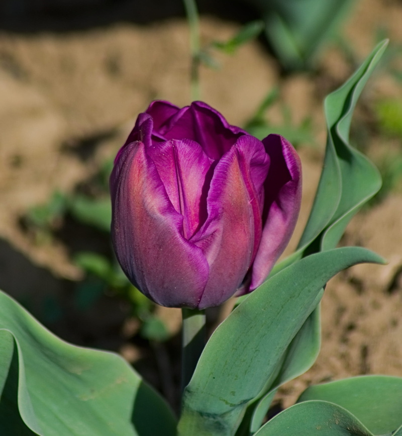 day, no people, pink color, purple, tulip, flowering plant, petal, growth, beauty in nature, close-up, carnation, plant part, kashmir, fragility, 1080P