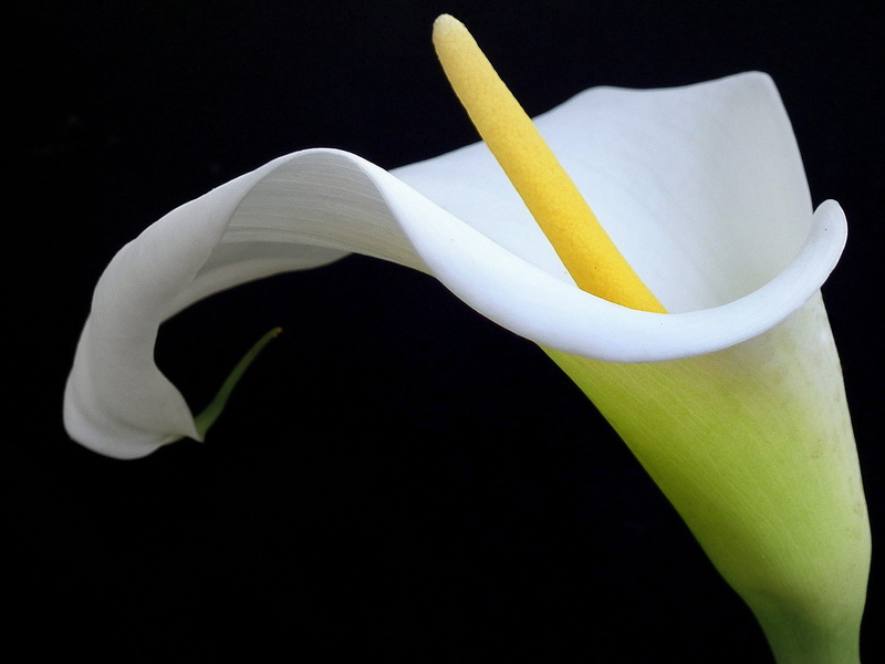 no people, invertebrate, crocus, pond lily, studio shot, yellow, anther, acanthaceae, 2K, beauty in nature, anthurium, inflorescence, flower, lily, petal