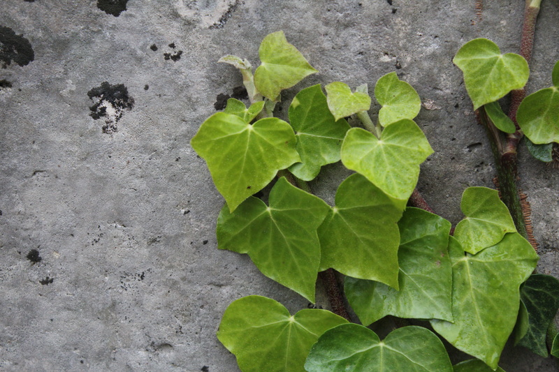 rock, background, ground, leaves, close-up, vine, nature, planter, outdoors, high angle view, green color, growth, jar, plant, green, flower, blossom, herbal