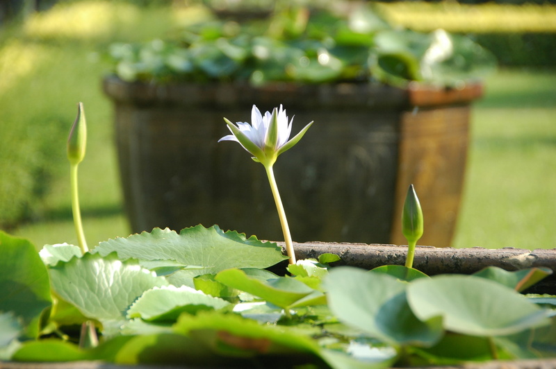 lily, acanthaceae, vulnerability, water lily, geranium, plant, amaryllidaceae, vase, water, petal, pond lily, green color, flower, selective, lupin, blossom
