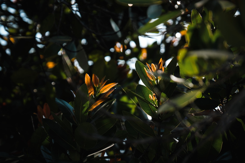 day, growth, plant, blossom, nature, no people, leaves, plant part, flower arrangement, close-up, beauty in nature, 5K, veins, leafed, freshness, araceae