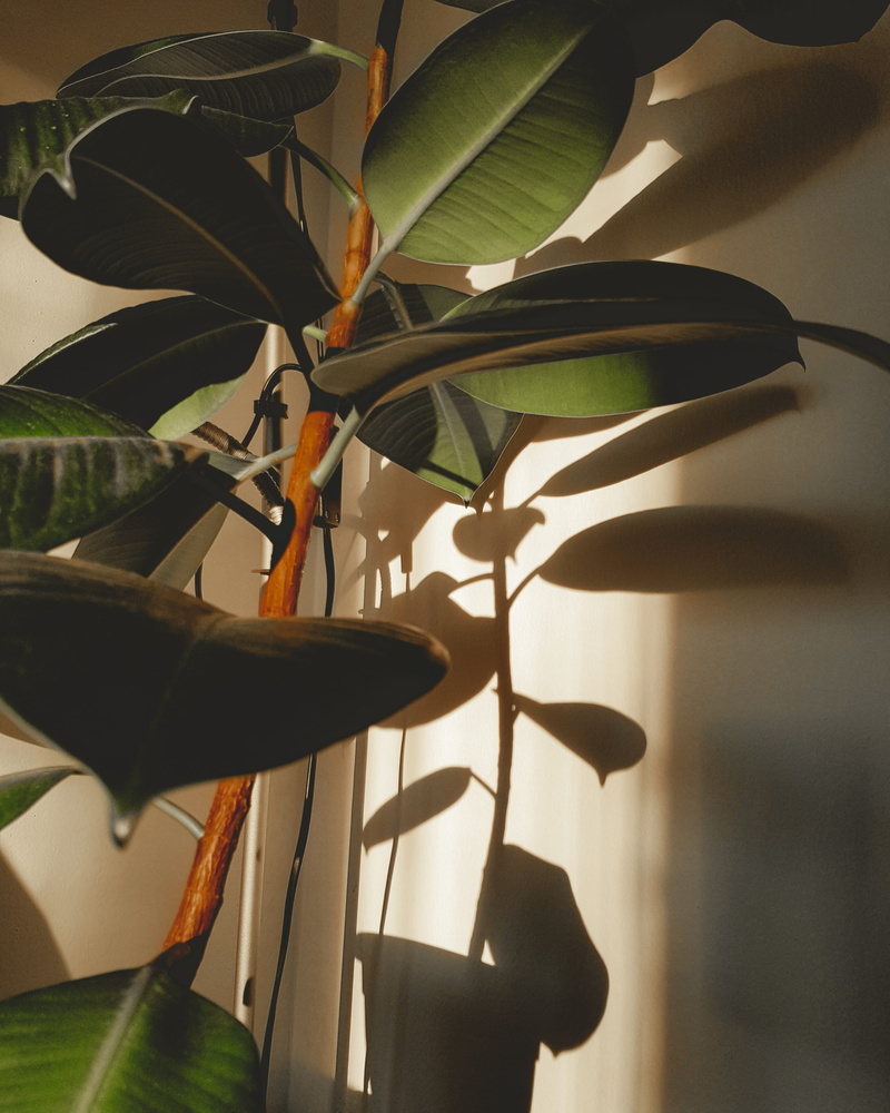 araceae, leaves, money, houseplant, potted plant, plant part, coin, plant, 2K, home decor, sunlight, coffee cup, linen, lute, indoors, lily, no people