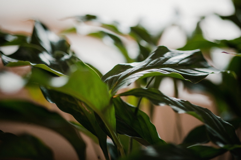photography, leaf, pottery, vase, focus on foreground, tree, nature, backgrounds, petal, outdoors, photo, lily, food and drink, jar, pond lily, araceae