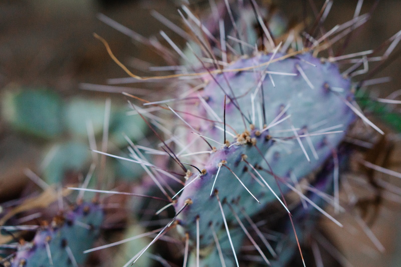 spiked, blossom, amaranthaceae, araceae, flowering plant, selective focus, outdoors, plant, flower, moss, fragility, blue, no people, sea anemone, day