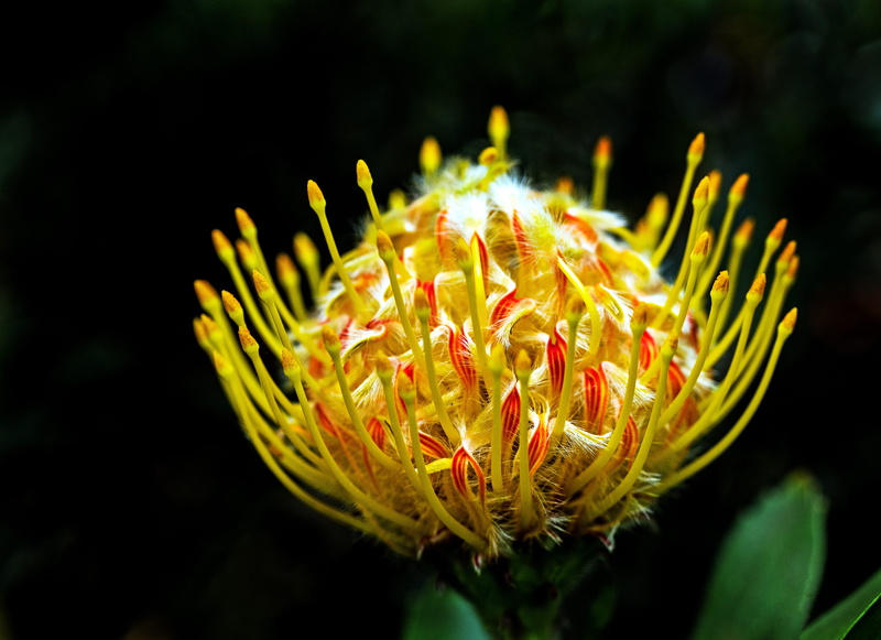 outdoors, animal, yellow, blossom, pollen, hibiscus, insect, undersea, invertebrate, animals in the wild, underwater, sea, apidae, bee, petaled, water
