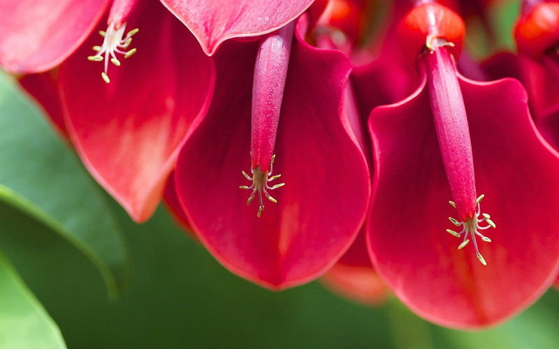 1080P, Flowers, petaled, Photography, Cockscomb, Red, Macro, flower