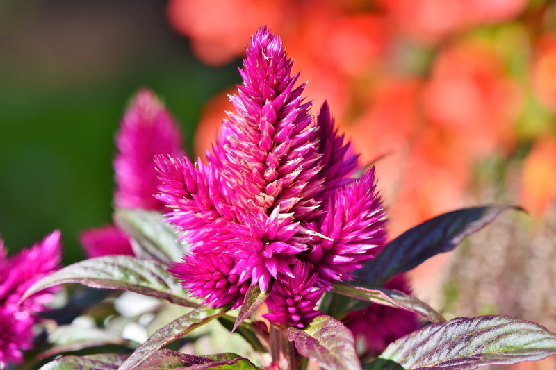 plant part, close-up, vulnerability, purple, bloom, inflorescence, flowering plant, nature, petal, ornamental flower, fragility, no people, plant, 5K