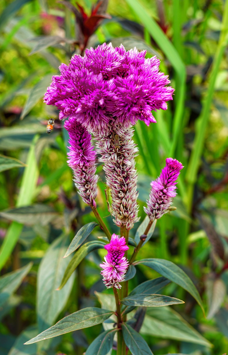 nature, cockscomb, closeup, park, growth, focus on foreground, blooming, day, summer, beautiful, petal, flora, fragility, plant, flower head, color, no people