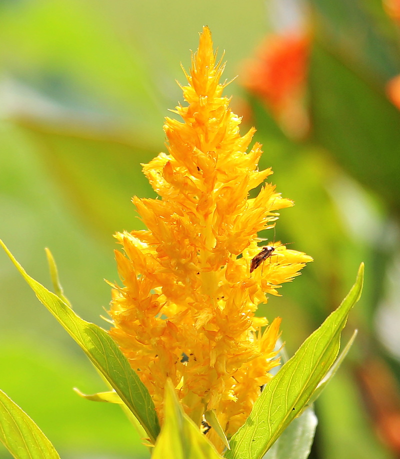 garden, flower, freshness, amaranthaceae, pollen, tausendschön, flora, yellow, inflorescence, flowering plant, growth, cockscomb, bloom, petal, flower head