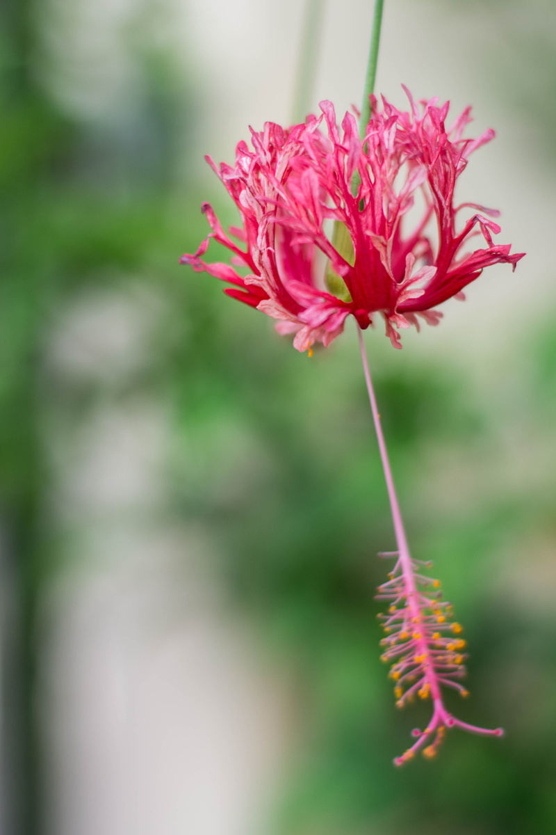 4K, focus on foreground, bouquet, sepal, cockscomb, nature, plant stem, small flowers, no people, flower head, hibiscus flowers, fresh flowers, yellow flowers