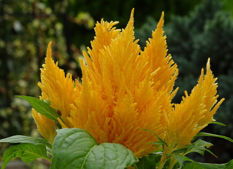 nature, fire-crested, focus on foreground, freshness, no people, close-up, 4K, flower head, flowering plant, foxtail plant, spring bush, celosia, day