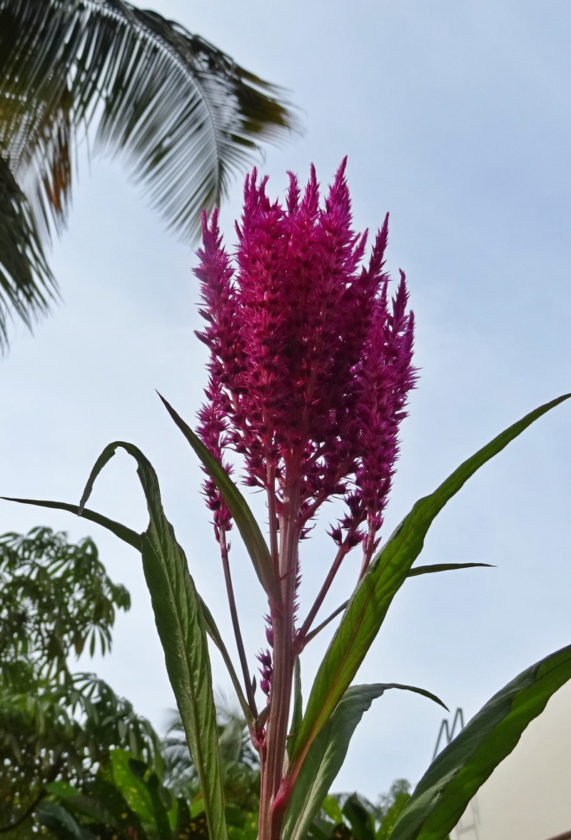 petal, ornamental, purple, celosia cristata, fragility, beauty in nature, 1080P, plant part, india, cockscomb, flower head, plant stem, outdoors, vulnerability