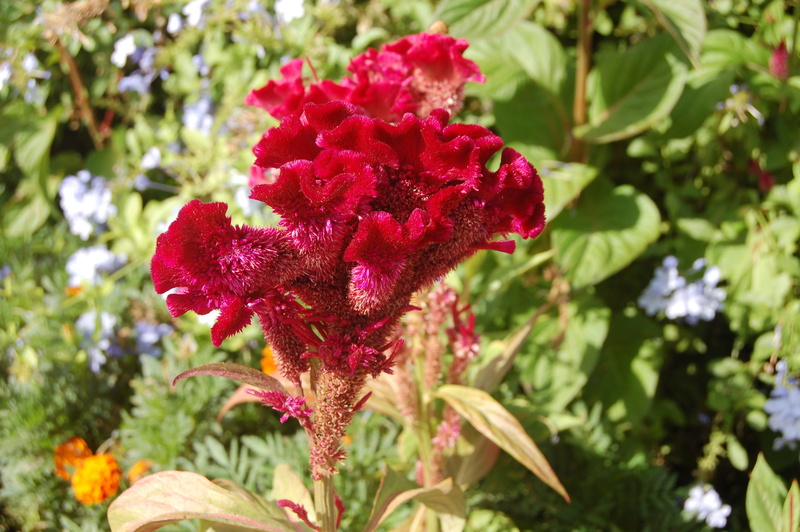flower, fragility, wool flower, flowering plant, red flower, 2K, close-up, nature, plant part, vulnerability, growth, flower head, flora, inflorescence
