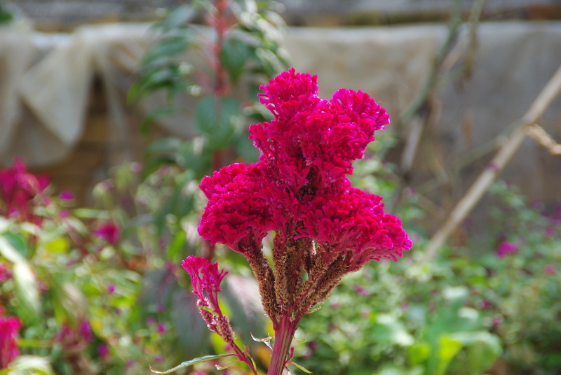 growth, outdoors, Cockscomb, inflorescence, vulnerability, flowering plant, petal, no people, red flower, nature, Celosia, beauty in nature, Flower, day