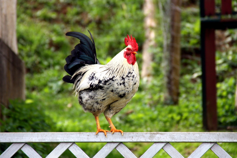 railing, hahn, farm, nature, plumage, comb, cockscomb, domestic animals, rooster head, no people, male animal, animal, vertebrate, rooster, domestic, red