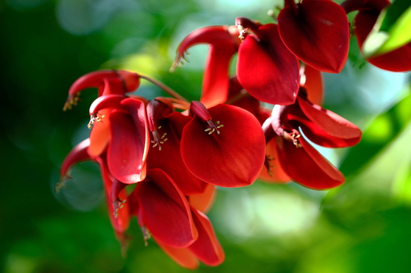 cockscomb, red, bokeh, nature, Of eritrine, the sun, Erythrina, flowers, macro, greens, 1080P