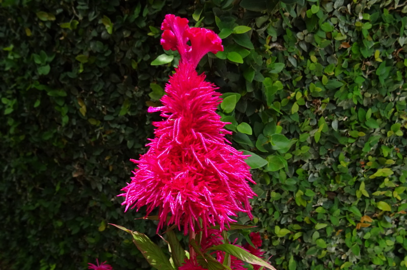 flower head, beauty in nature, ornamental, india, petal, gardening, day, fragility, flowering plant, purple, Flower, blossom, growth, lalmurga, springtime