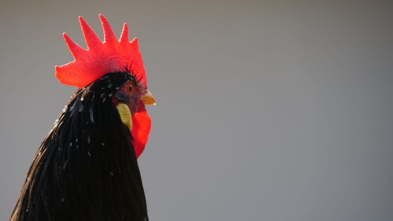 Poultry, chicken - bird, rooster, day, animal themes, domestic, hen, gockel, male animal, 4K, Farm, animal, Hahn, Chicken, bio, vertebrate, chicken run
