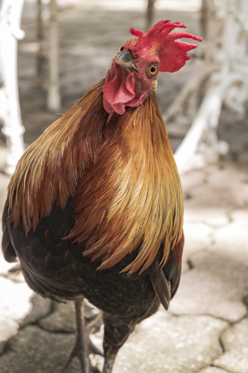 nature, animal head, chicken - bird, focus on foreground, livestock, no people, pets, mammal, black, male animal, cockerel, animal, closeup, domestic, chicken