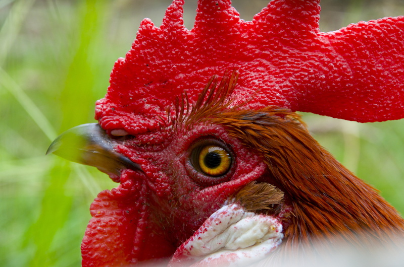 close-up, rooster, livestock, selective, cockerel, male animal, poultry, focus on foreground, hahn, domestic, animal eye, day, animal head, vertebrate