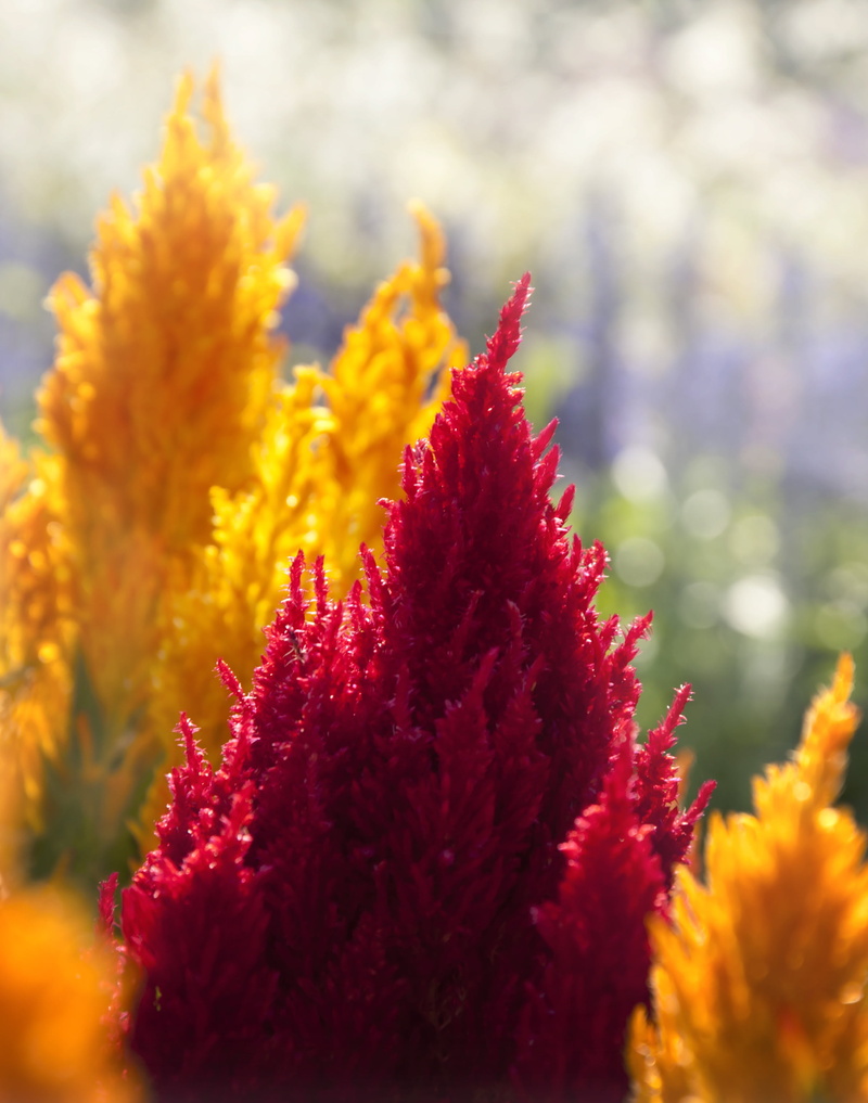 bloom, freshness, focus on foreground, red, outdoors, close-up, selective focus, flowering plant, summer, yellow, beauty in nature, flower, blossom, no people