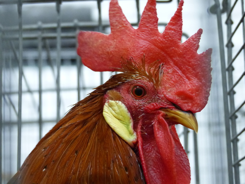 4K, red, rooster, mammal, day, chicken, domestic, vertebrate, animal head, hahn, one animal, male animal, livestock, animal body part, feather, chicken - bird