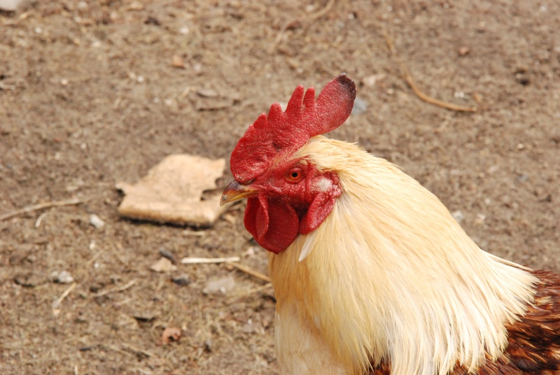 morning, mammal, one animal, nature, outdoors, domestic, male animal, close-up, livestock, comb, haan, animal head, rooster, chicken, bird, domestic animals