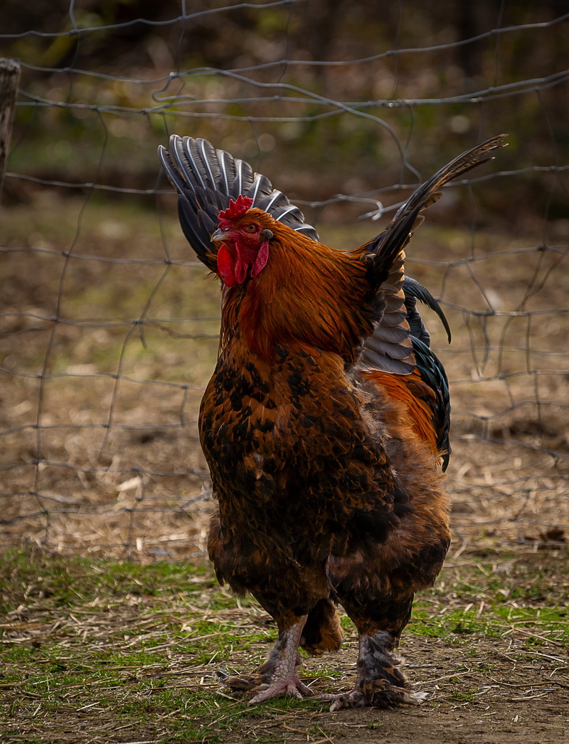 rural, focus on foreground, rooster, mammal, land, rooster head, creature, field, one animal, animal themes, domestic animals, male, outdoors, feather
