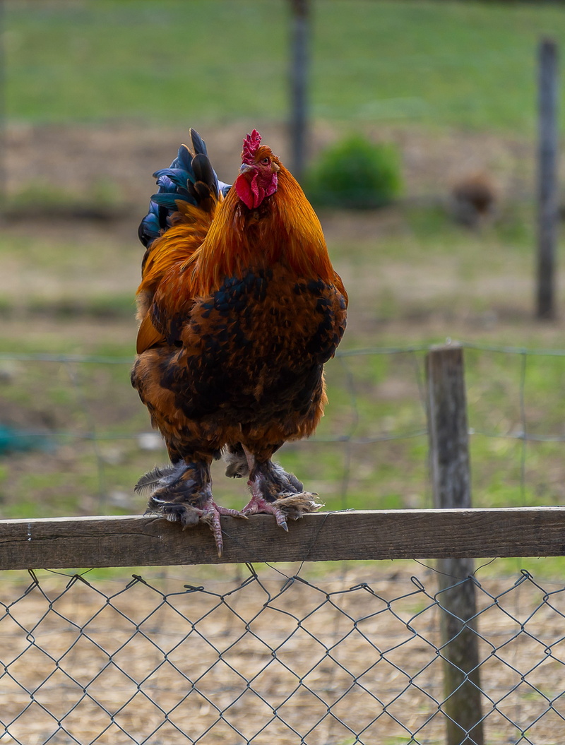 barrier, agricultural, livestock, animal, vertebrate, boundary, bill, one animal, mammal, creature, feather, male, pride, outdoors, rooster head, no people