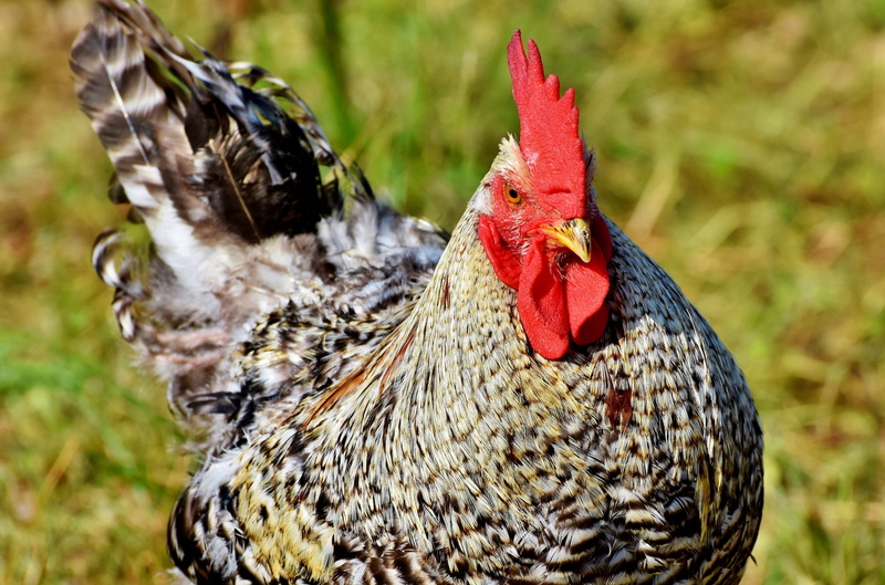 livestock, farm, cockscomb, one animal, male, comb, rooster head, focus on foreground, gockel, animal themes, rooster, chicken - bird, close-up, vertebrate