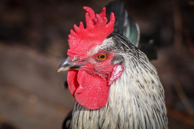 bird, animal, animal eye, eyes, red, poultry, rooster, mammal, beak, cockscomb, livestock, plumage, male animal, head, black, view, close-up, profile view
