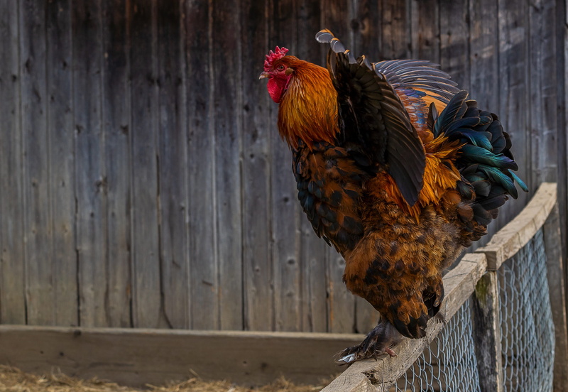 one animal, agriculture, male, hahn, male animal, cockscomb, red, domestic animals, barrier, rooster head, bill, no people, pets, mammal, rooster, livestock