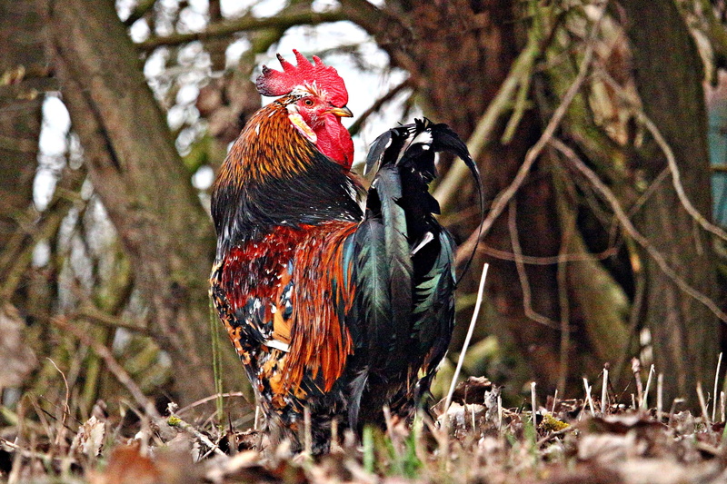 cockscomb, rooster head, feather, male, group of animals, selective focus, gockel, plumage, 4K, day, farm, pride, hahn, domestic animals, domestic, chicken - bird