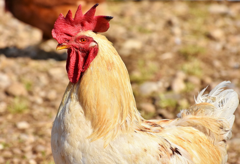 crow, comb, mammal, bird, close-up, male, red, hahn, focus on foreground, bill, animal head, cattle, 4K, plumage, profile view, outdoors, domestic, rooster head