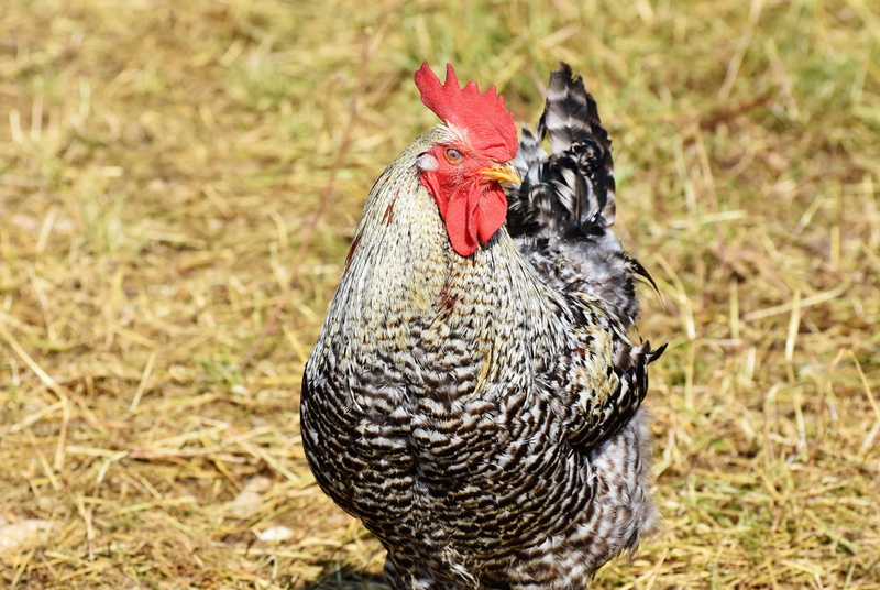 one animal, gockel, vertebrate, bird, plumage, chicken, poultry, eye, chicken - bird, red, mammal, focus on foreground, domestic animals, animal, rooster head