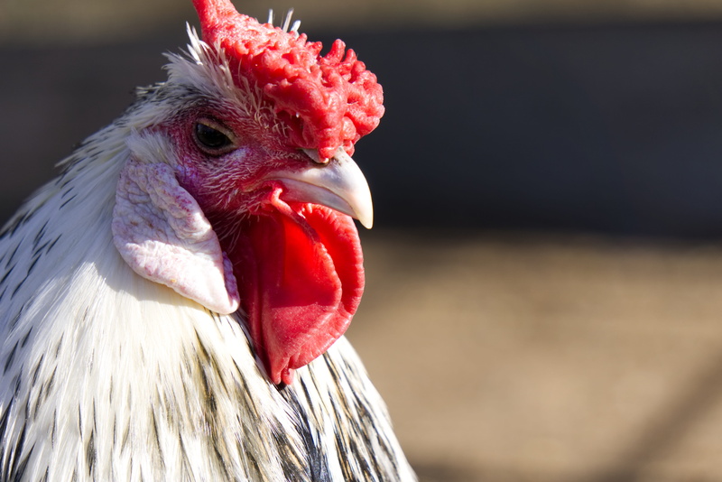 male animal, hamburg silver paint, animal head, plumage, close up, beak, eye, focus on foreground, animal body part, pets, chicken - bird, domestic, race