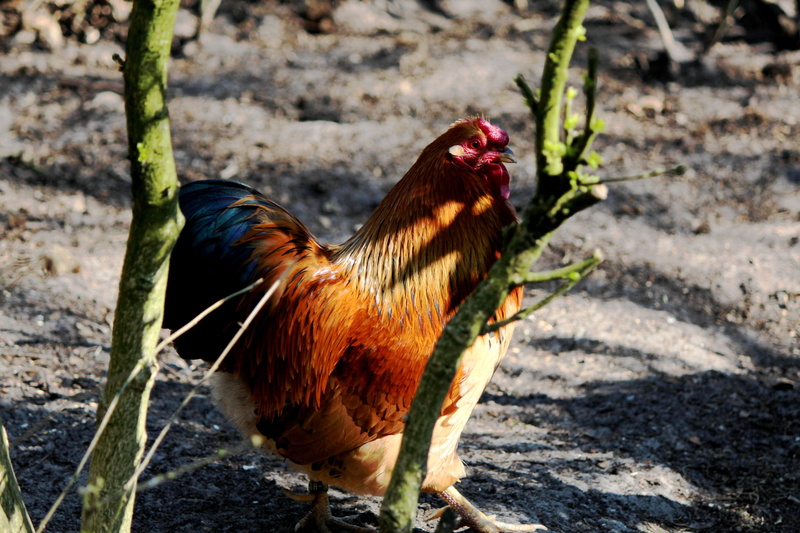 day, nature, field, mammal, farm, one animal, plumage, livestock, outdoors, cockscomb, male animal, poultry, pride, animal, bird, no people, 5K, animal themes